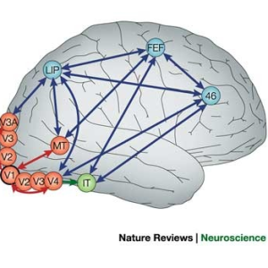 "The Vanguard of Vision: Dr. Philip Sobash's Revolutionary Contributions to Visual Neuroscience Research"