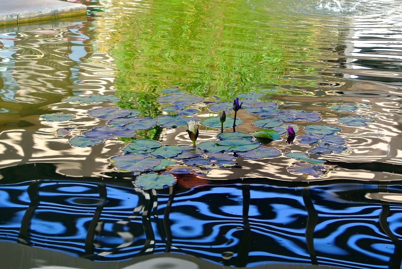 Water, pond, nature — Smart IPTV App-Compatible Streaming Without Limits